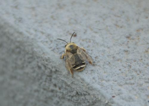 Eucera sp.